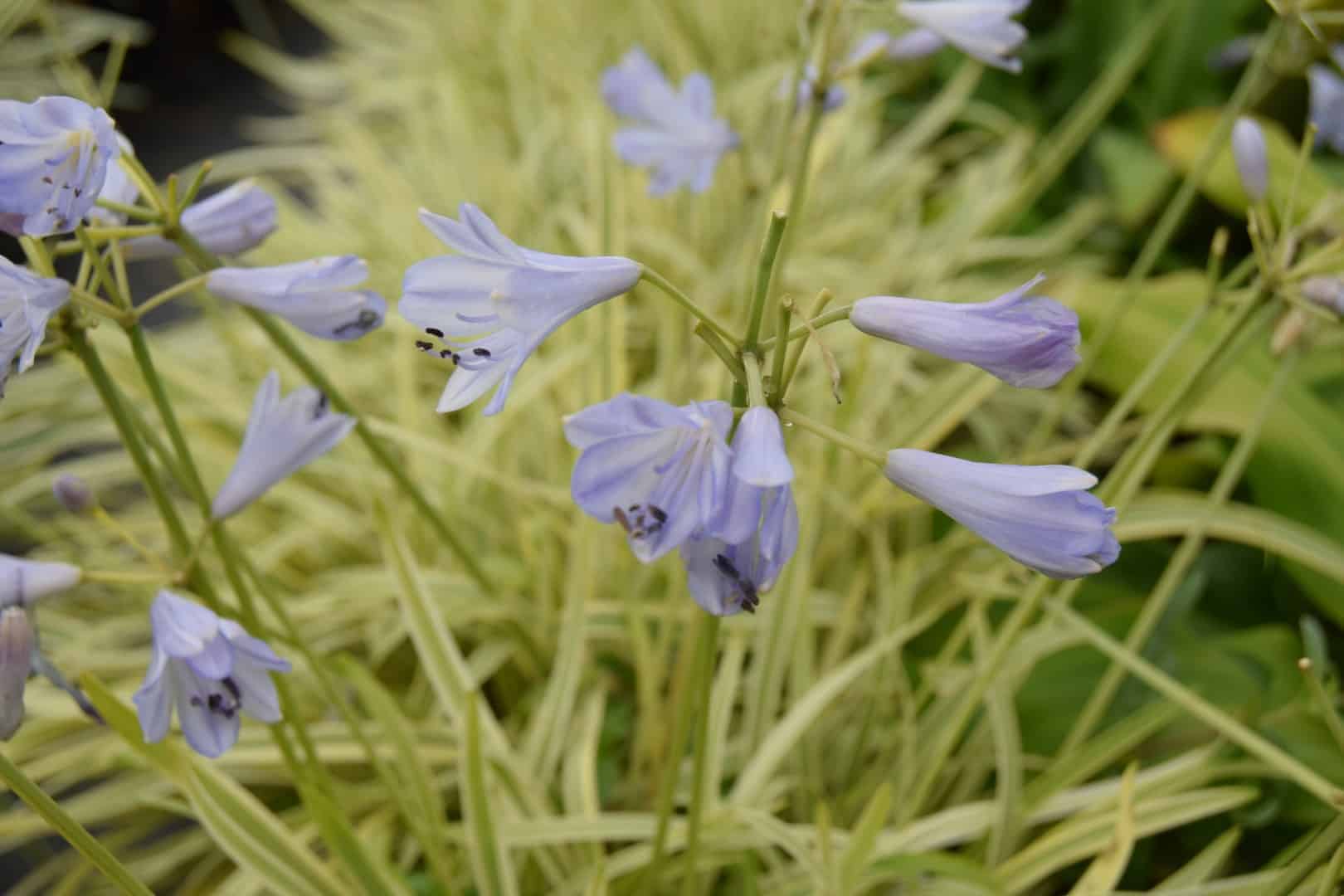 Agapanthus 'Golden Drop'